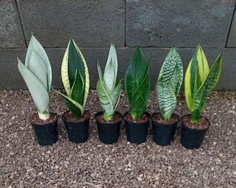 strelitzia nicolai kunstplant 180 cm Strelitzia nicolai - 180 cm - In zwarte pot main image 0