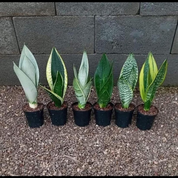 Sanseveria Snake Plant 18 varieties to choose from