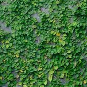 May include: Close-up of a wall covered in dense, vibrant green ivy. The leaves are small, with a mix of light and dark green hues, creating a textured, natural pattern. The image showcases the lush, organic texture of the climbing plant.
