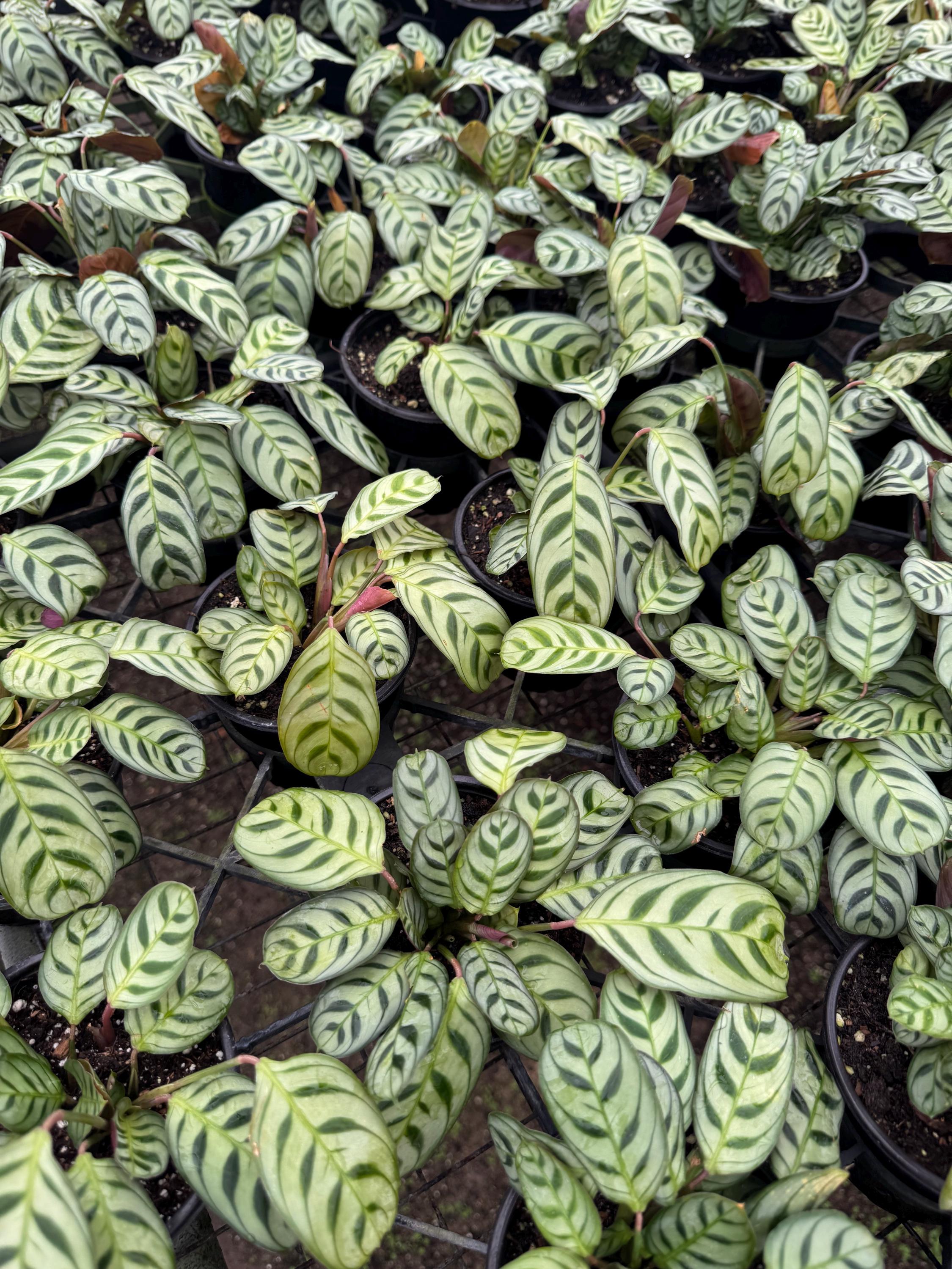 Prayer Plants Varieties to Choose From - Etsy