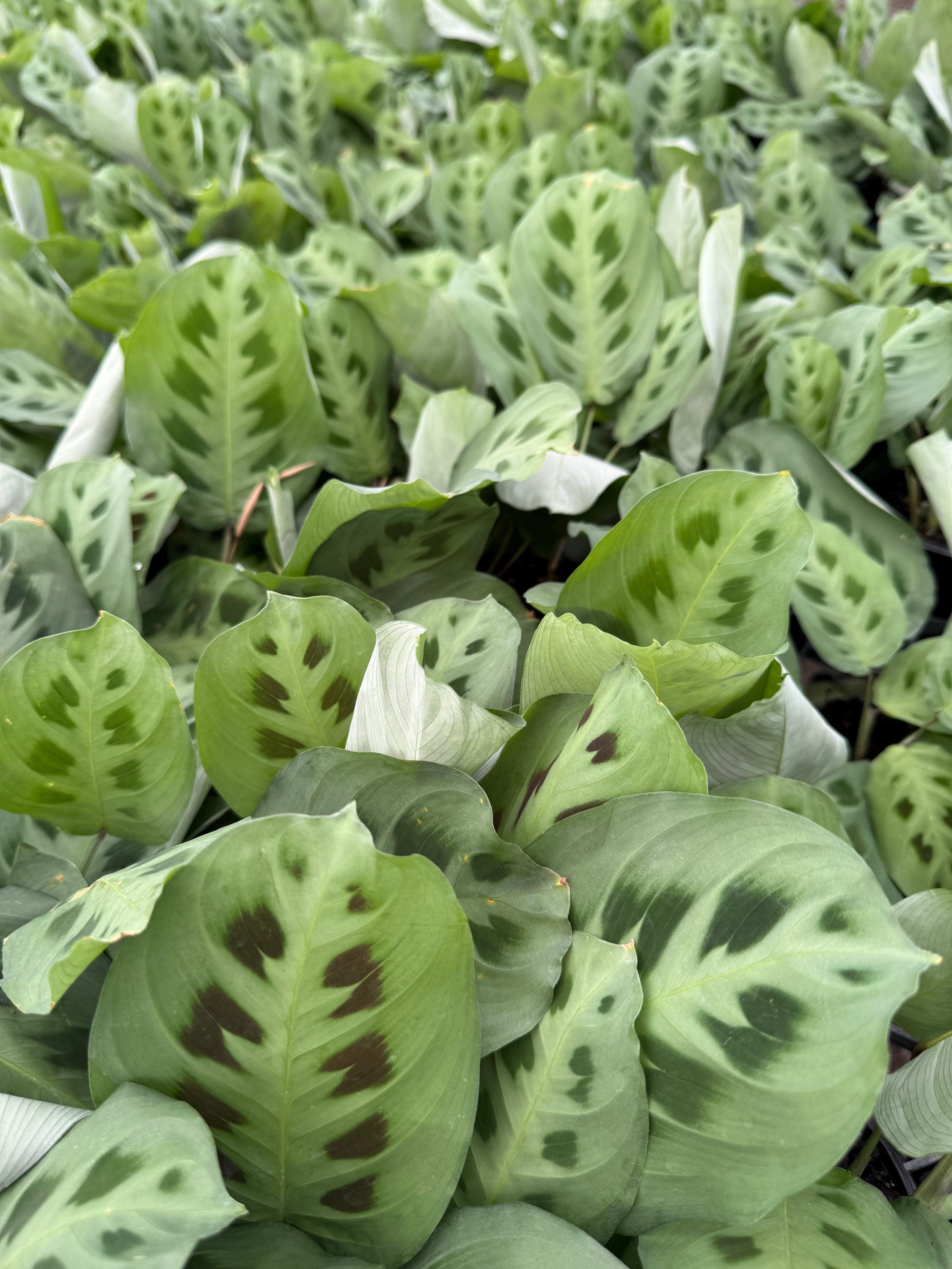 Prayer Plants Varieties to Choose From - Etsy