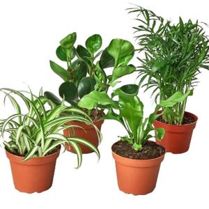 May include: Four potted plants with varying green foliage. The plants are in terracotta-colored pots. The plants include a spider plant, a plant with large round leaves, a fern, and a plant with thin, feathery leaves.