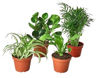 May include: A collection of four potted houseplants including a spider plant with variegated green and white leaves, a dark green peperomia, a wavy-leaf fern, and a tall parlor palm, each housed in a simple terracotta-colored plastic pot.