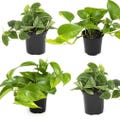 Assorted Pothos Plant 4-Pack: Golden, Neon, Jade, Marble