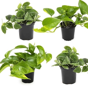 Puede incluir: Cuatro plantas en maceta con hojas verdes. Las plantas están en macetas de plástico negro. Las plantas son todas de diferentes variedades de pothos.