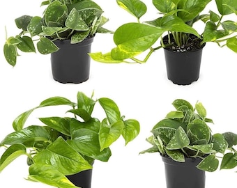 Assorted Pothos Plant 4-Pack: Golden, Neon, Jade, Marble