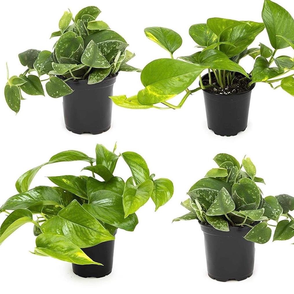 Pothos Seeds - Etsy Canada