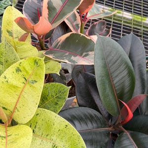 Ficus/Rubber Pflanze