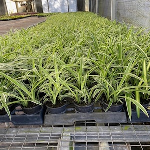 bamboo plant seeds Monastery Bamboo Seeds main image 1