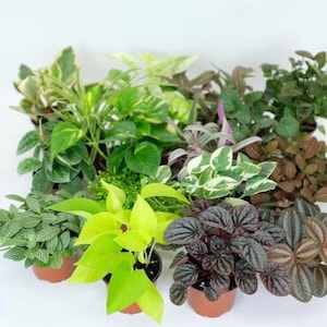 May include: A collection of potted plants in various shades of green, white, and red. The plants are arranged in a circular pattern, with the tallest plant in the center. The plants are all in small pots, and the pots are all different colors.