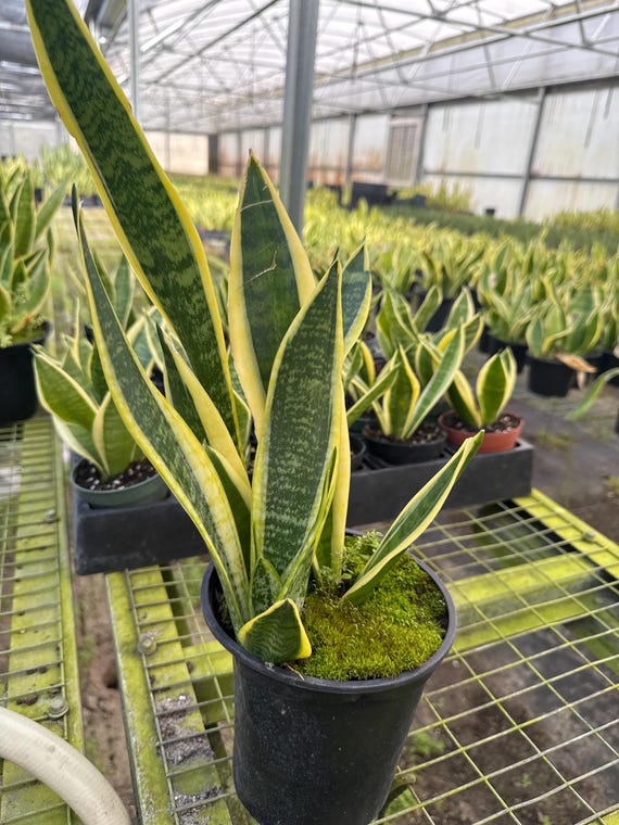 Sanseveria or Snake Plant
