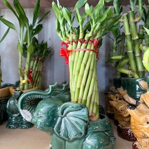 Lucky Bamboo Plant in Ceramic Planters