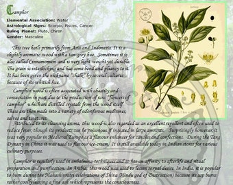 CAMPHOR Tree Lore Bark Scrolls, Instant Download, Magic WaND, Book of Shadows, Book of Secrets, Glamerie Pages