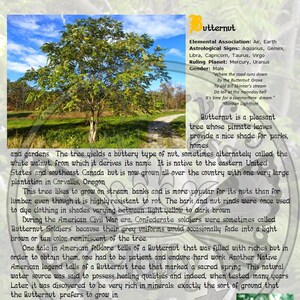 BUTTERNUT Tree Lore Bark Scrolls, Instant Download, Magic Wand, Book of Shadows, BoS Grimoire Book of Secrets, Glamerie Pages