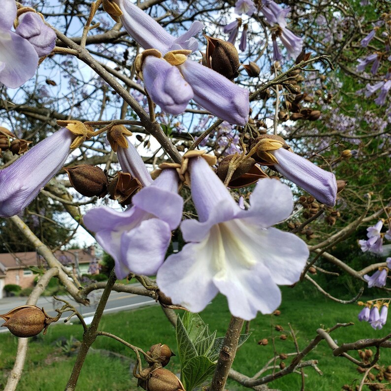 JACARANDA Dried Flower Petals FAERIE Magic Wisdom Rebirth Etsy