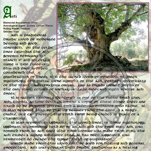 Peut inclure: Un gros plan d'un graphique informatif &agrave; base de texte sur l'arbre de fr&ecirc;ne. Le graphique pr&eacute;sente une photo d'un fr&ecirc;ne avec des feuilles vertes et un tronc brun. Le texte d&eacute;crit le symbolisme du fr&ecirc;ne dans la mythologie celtique et grecque, son utilisation en m&eacute;decine traditionnelle et son association avec les f&eacute;es.
