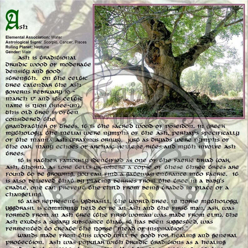 Peut inclure: Un gros plan d'un graphique informatif &agrave; base de texte sur l'arbre de fr&ecirc;ne. Le graphique pr&eacute;sente une photo d'un fr&ecirc;ne avec des feuilles vertes et un tronc brun. Le texte d&eacute;crit le symbolisme du fr&ecirc;ne dans la mythologie celtique et grecque, son utilisation en m&eacute;decine traditionnelle et son association avec les f&eacute;es.