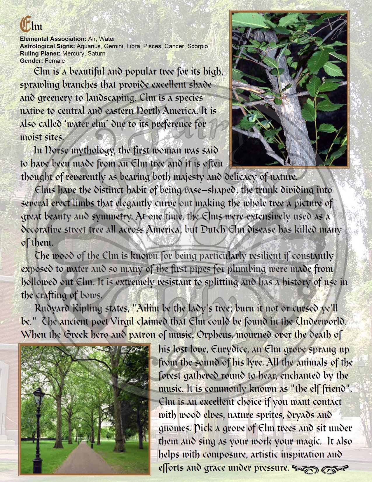 ELM Wood Properties, BoS Grimoire Instant Download Page, WaND, Bark Scrolls, Book of Secrets, Glamerie Pages