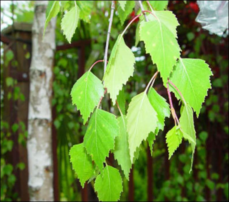 BIRCH MAGIC Properties BOS Instant Download Page Wand Bark Etsy