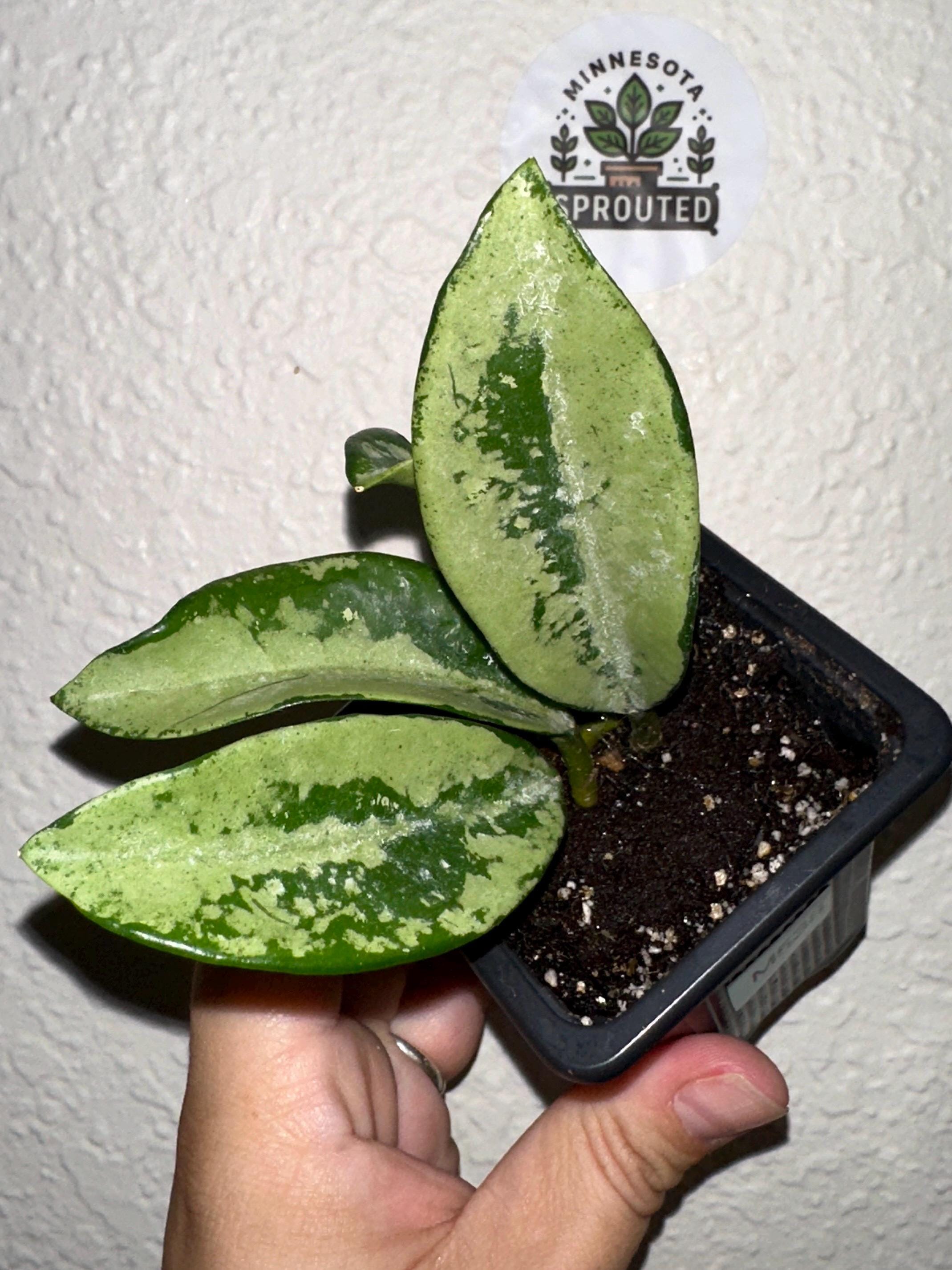 Hoya Ah 074 - Etsy