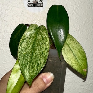 Florida Ghost Philodendron | Rare plant