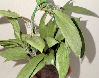 Hoya  New Guinea Ghost (NGG)