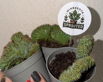 Dinosaur Back Cactus