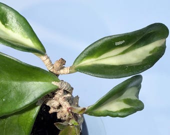 Hoya Krimson Princess | Tricolor Hoya #120