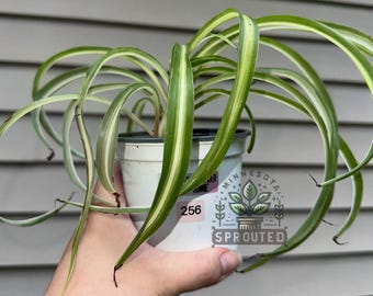 Variegated spider plant- Curly spider plant- Bonnie spider plant