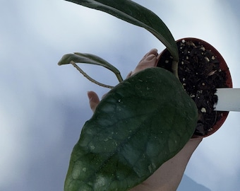 Hoya Vittelinoides | Rare Hoya