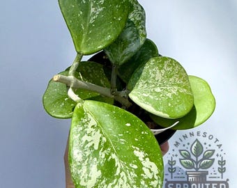 Hoya Obovata Splash | Obavata Inner Variegated Splash