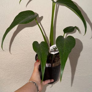 Monstera Burle Marx Fantasy - Etsy