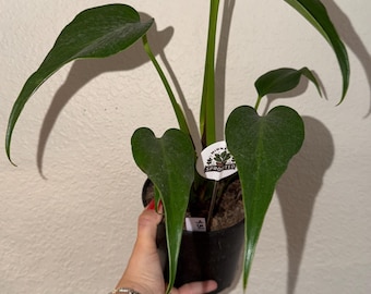 Monstera Burle Marx Flame
