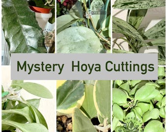 Hoya Mystery Bundle- Fresh Cuttings | See Description