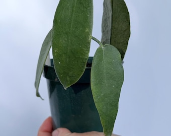 Hoya Archboldiana