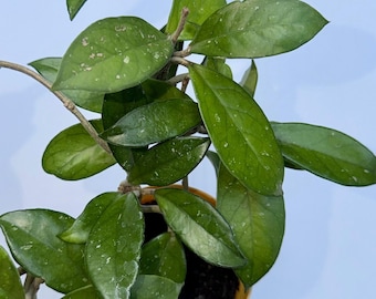 Hoya Carnosa