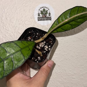 Hoya Callistophylla Kalimantan, #M525