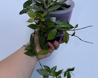 Hoya Rebecca