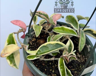 Hoya Krimson Queen | Tricolor Hoya