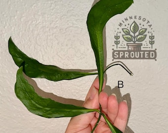 Hoya Sulawesiana- cuttings