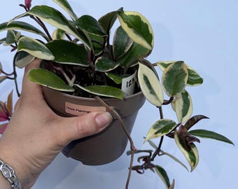 Hoya Flamingo Dream (Purple Pride) | exact plant