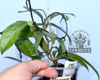 Hoya Publicalyx Splash- FULLY ROOTED