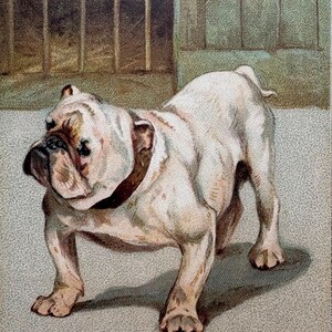 1903 Original English Bulldog signiert G.Vernon Stokes