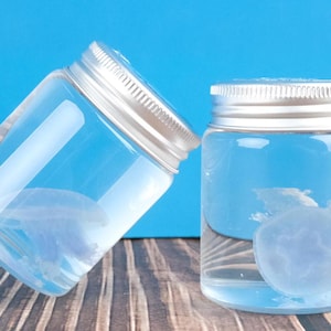 Blue Jellyfish Specimen, Preservation In A Glass Jar, Immersed, Wet Specimen Preserved , Papua Nitrate Jellyfish, Gift For Ocean Lovers