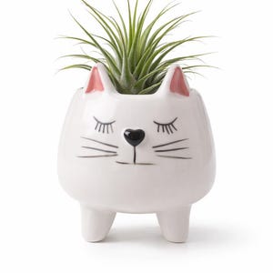 Air Plant Sleepy Woodsland Animal Pot