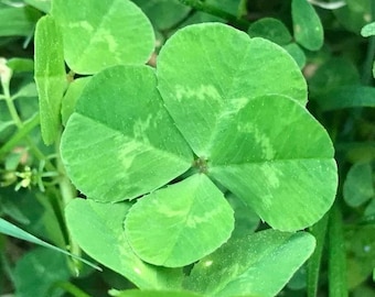 Real Clovers 4 AND 5 LEAF CLOVERS