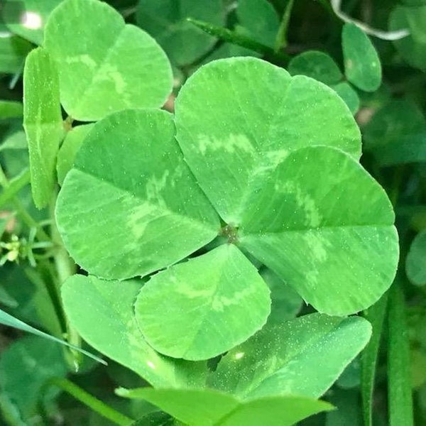 Real Clovers 4 AND 5 LEAF CLOVERS