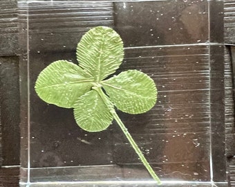 4 LEAF CLOVERS Encased in Resin