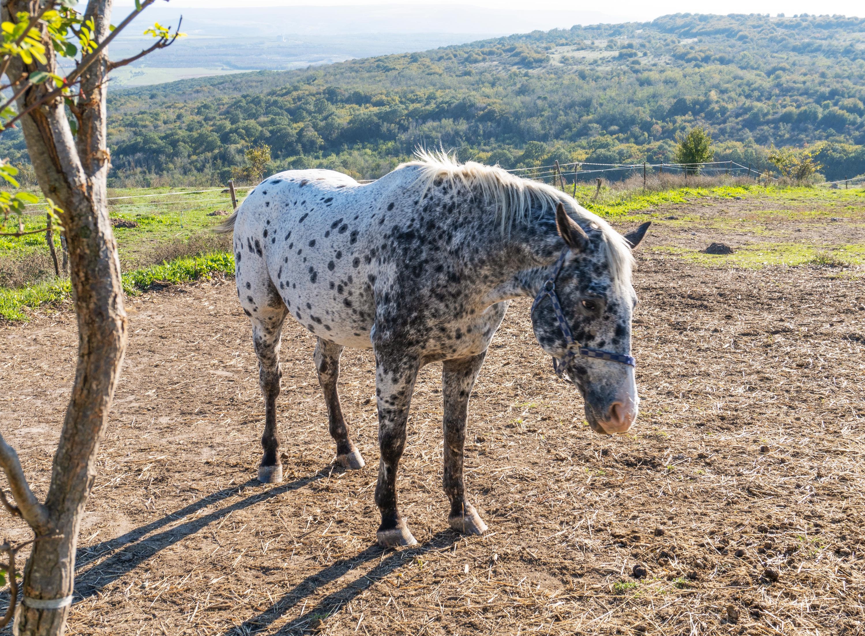 Horse Fine Art Photography
