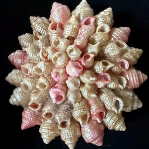 May include: A cluster of small, pink and white seashells arranged in a circular pattern. The shells are arranged in a spiral pattern, with the largest shells in the center and the smallest shells on the outside.